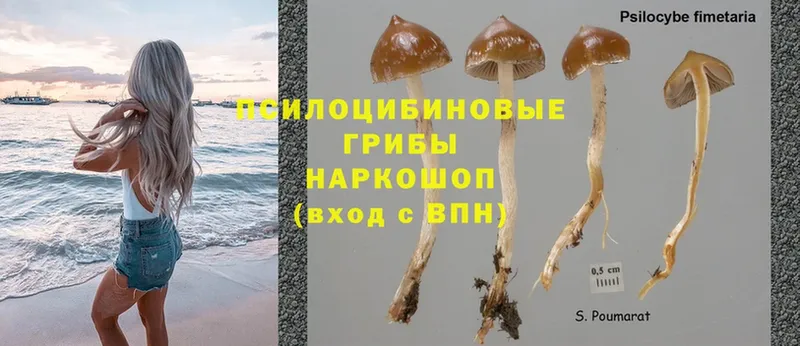 Псилоцибиновые грибы Psilocybe  цены наркотик  дарк нет официальный сайт  Югорск 